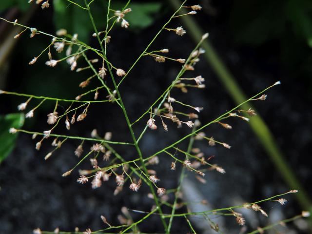 Eragrostis unioloides (Retz.) Nees ex Steud.