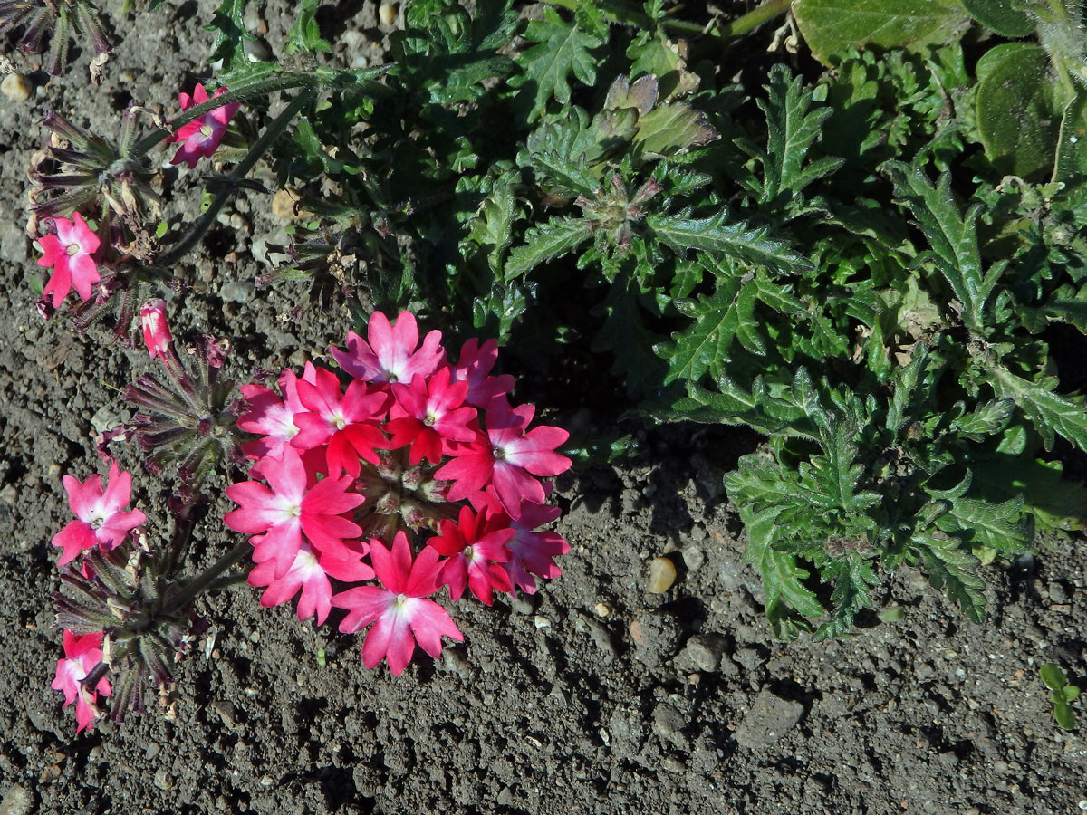 Sporýš zahradní (Verbena × hybrida hort. ex Groenland et Rümpler)