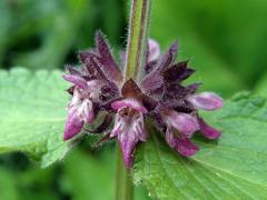 Čistec alpínský (Stachys alpina L.)