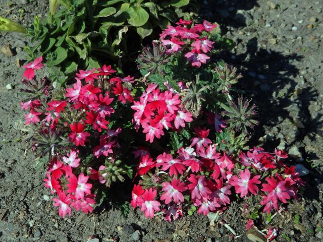 Sporýš zahradní (Verbena × hybrida hort. ex Groenland et Rümpler)