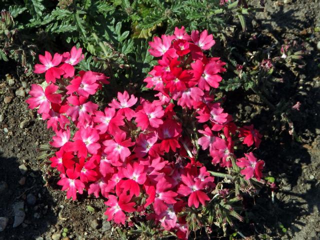 Sporýš zahradní (Verbena × hybrida hort. ex Groenland et Rümpler)