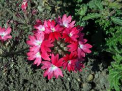 Sporýš zahradní (Verbena × hybrida hort. ex Groenland et Rümpler)