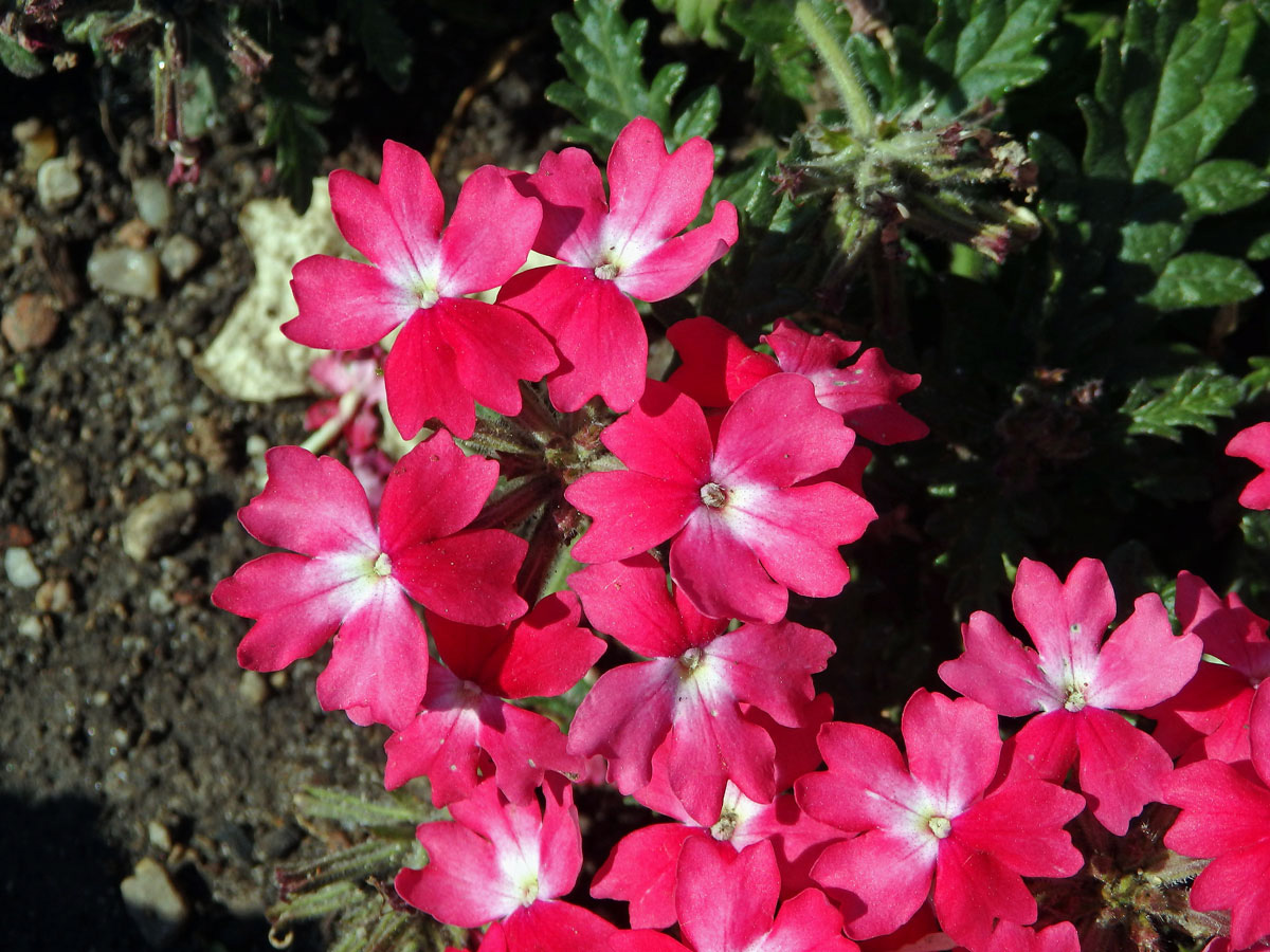 Sporýš zahradní (Verbena × hybrida hort. ex Groenland et Rümpler)