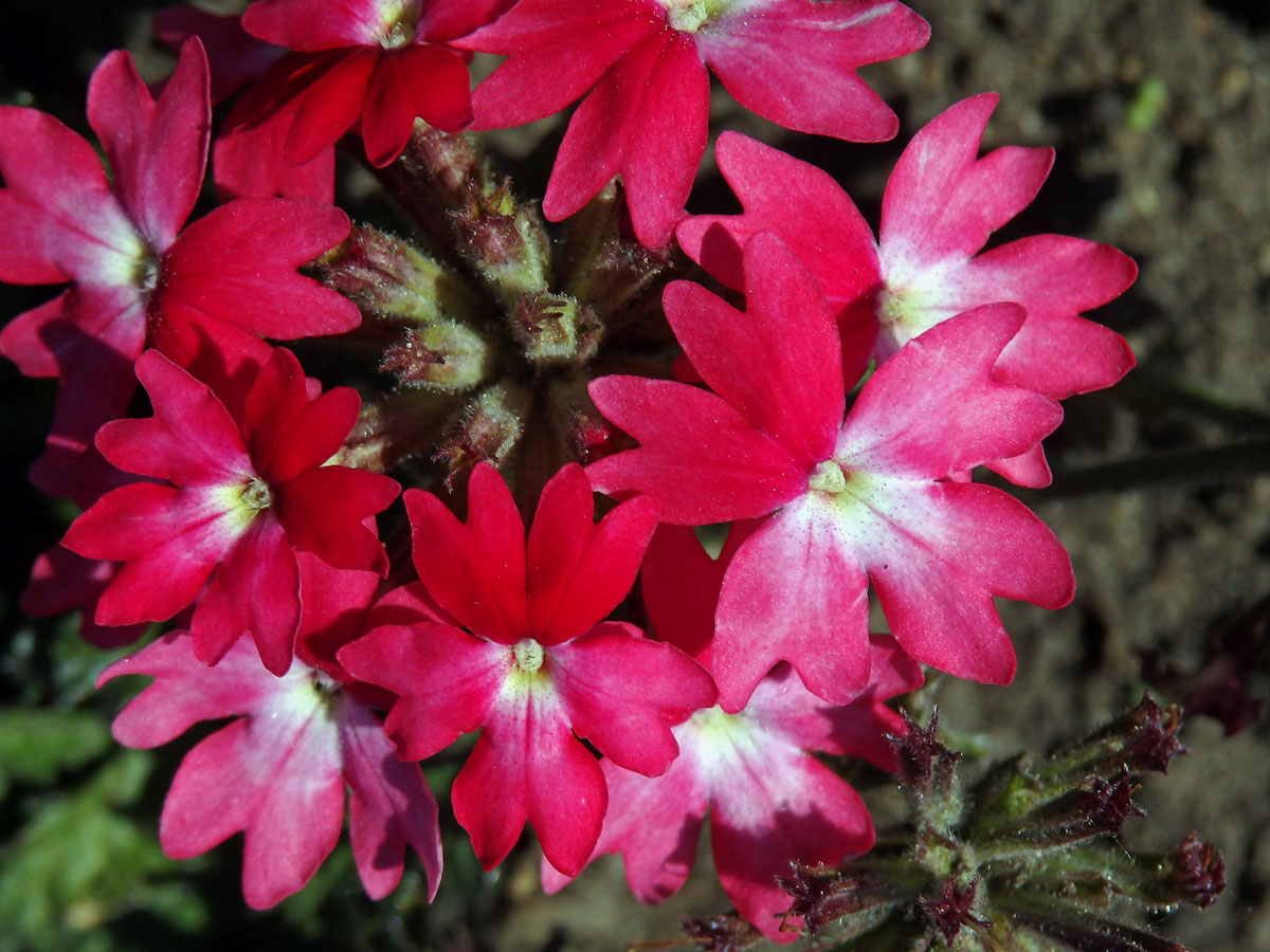 Sporýš zahradní (Verbena × hybrida hort. ex Groenland et Rümpler)