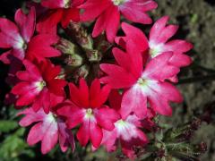 Sporýš zahradní (Verbena × hybrida hort. ex Groenland et Rümpler)