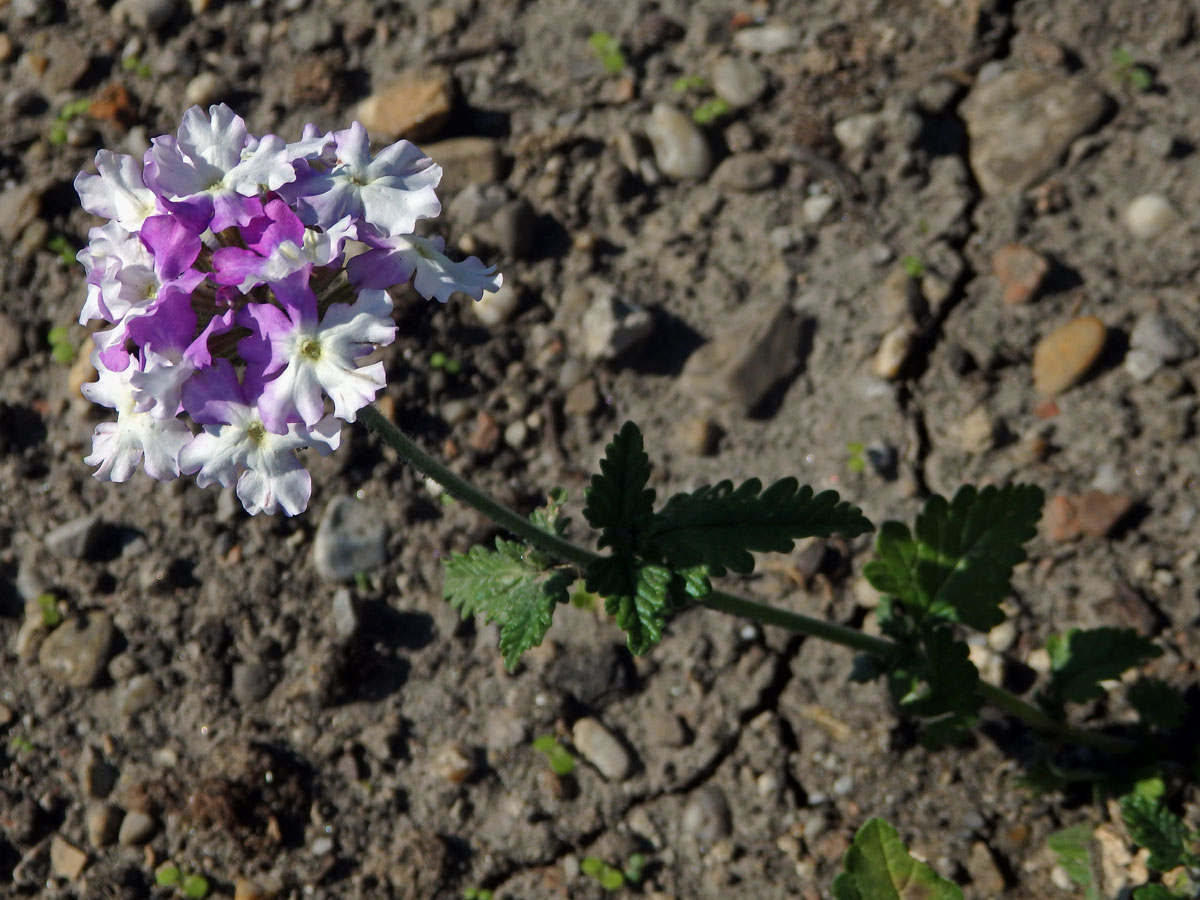 Sporýš zahradní (Verbena × hybrida hort. ex Groenland et Rümpler)