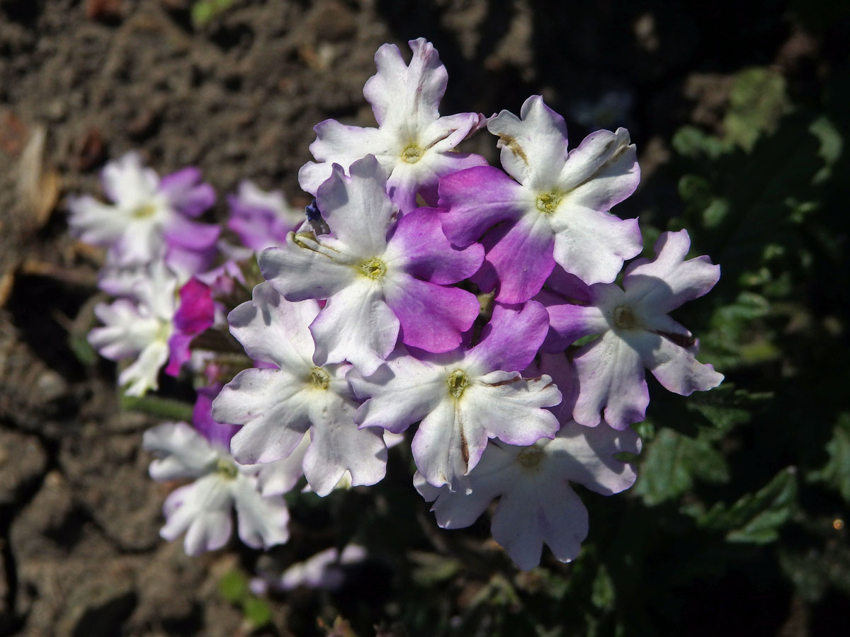 Sporýš zahradní (Verbena × hybrida hort. ex Groenland et Rümpler)