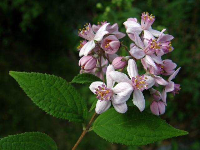 Trojpuk (Deutzia x hybrida)