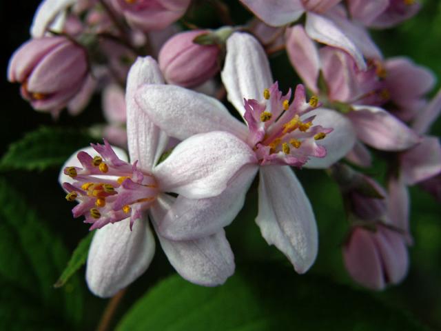 Trojpuk (Deutzia x hybrida)