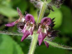 Čistec alpínský (Stachys alpina L.)