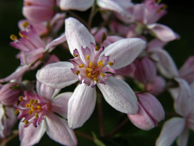 Trojpuk (Deutzia x hybrida)