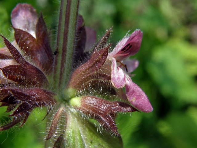 Čistec alpínský (Stachys alpina L.)