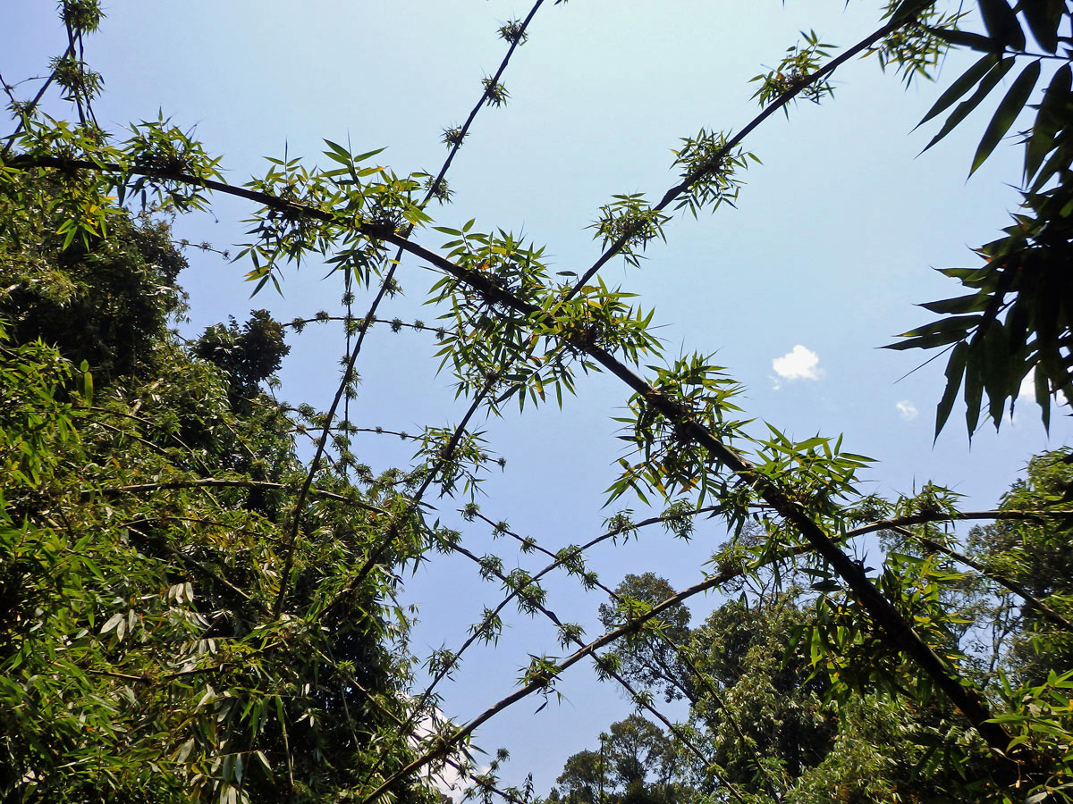 Cathariostachys madagascariensis (A. Camus) S. Dransf.