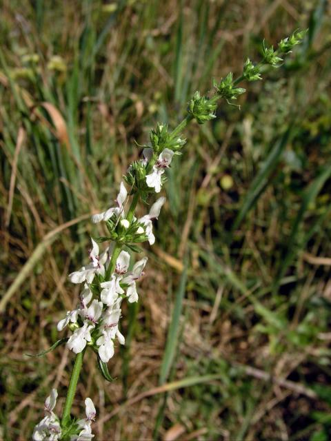 Čistec přímý (Stachys recta L.)