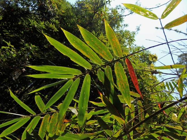 Cathariostachys madagascariensis (A. Camus) S. Dransf.