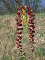 Topol balzámový (Polulus balsamifera L.)