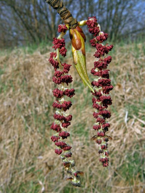 Topol balzámový (Polulus balsamifera L.)