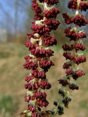 Topol balzámový (Polulus balsamifera L.)