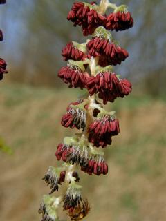 Topol balzámový (Polulus balsamifera L.)