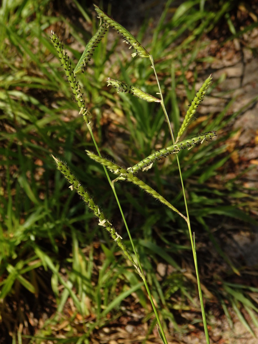 4_Lipnicovité: Paspal (Paspalum)