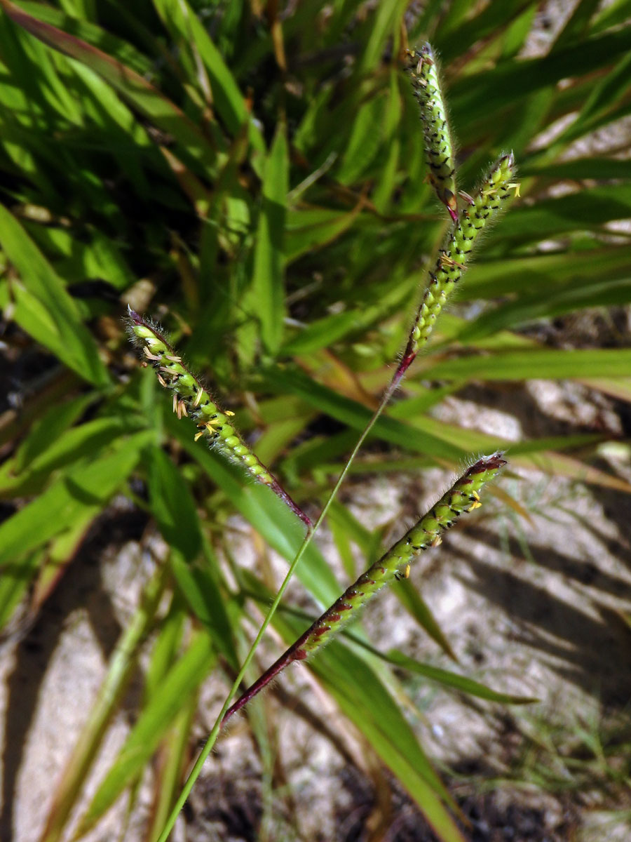 4_Lipnicovité: Paspal (Paspalum)