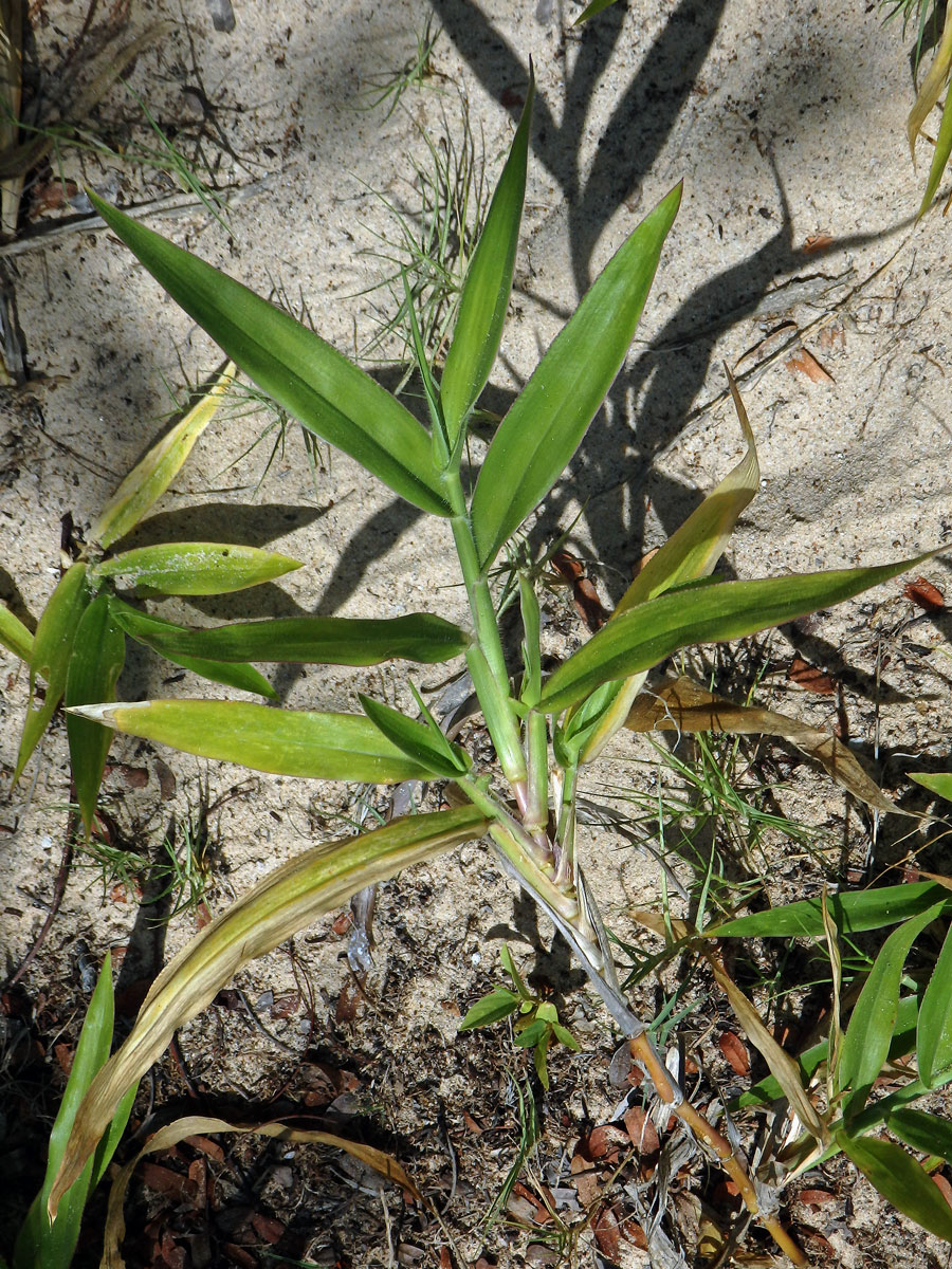 4_Lipnicovité: Paspal (Paspalum)