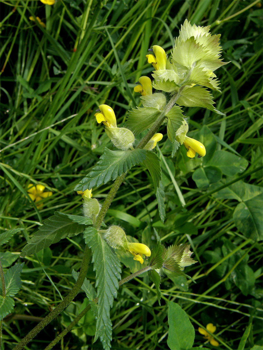 Kokrhel luštinec (Rhinanthus alectorolophus (Scop.) Pollich)