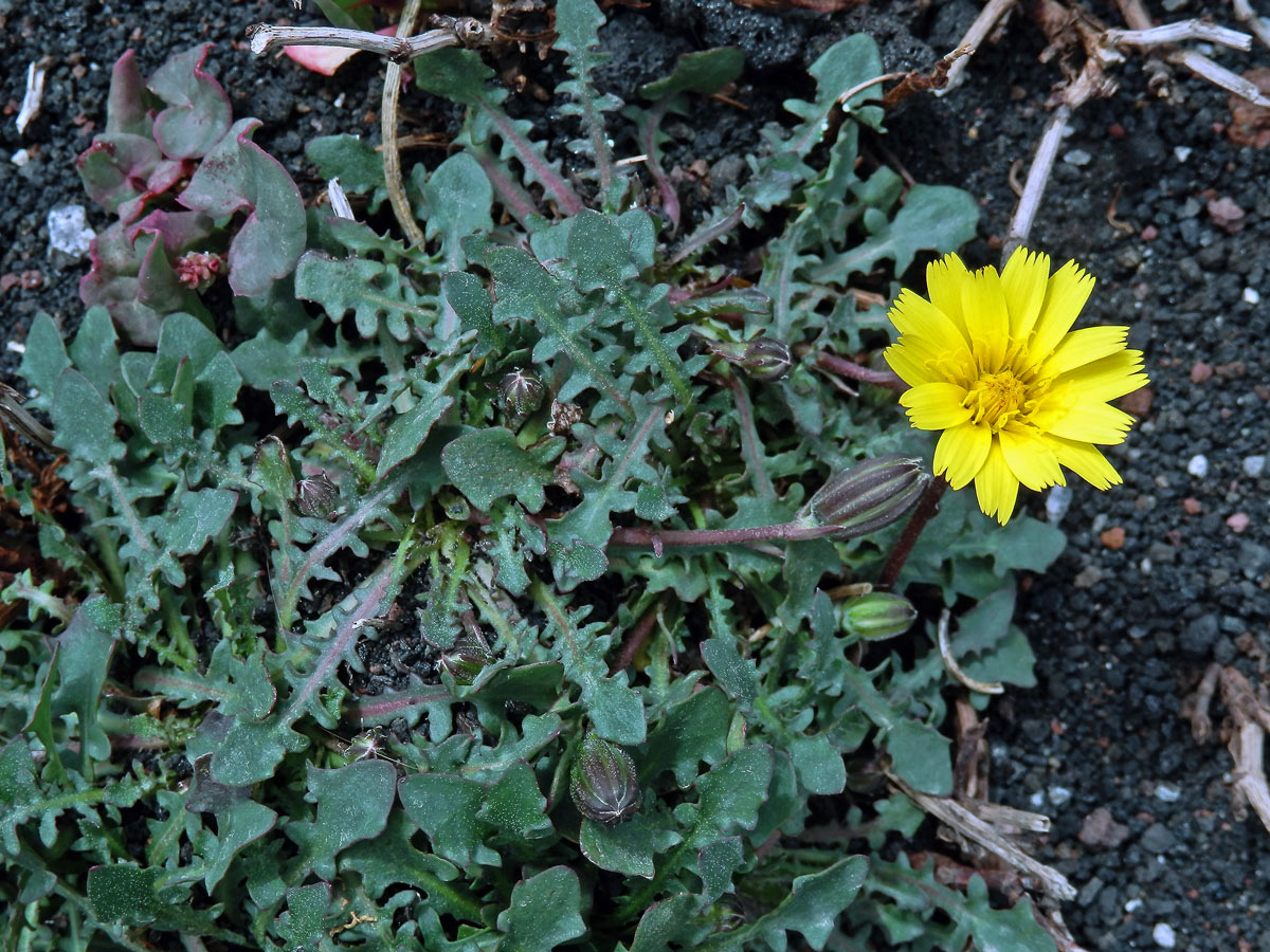 Prasetník (Hypochaeris robertia (Sch. Bip.) Fiori)