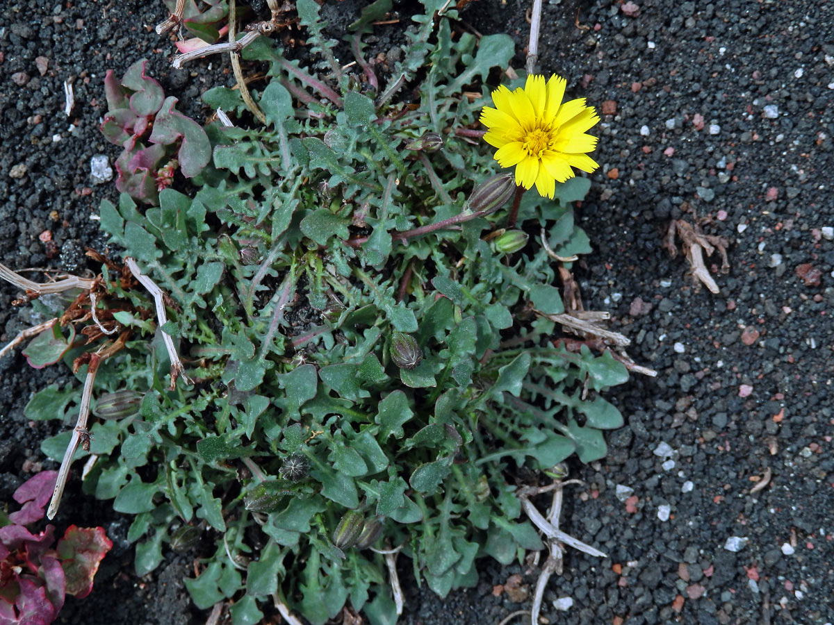 Prasetník (Hypochaeris robertia (Sch. Bip.) Fiori)