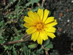 Prasetník (Hypochaeris robertia (Sch. Bip.) Fiori)