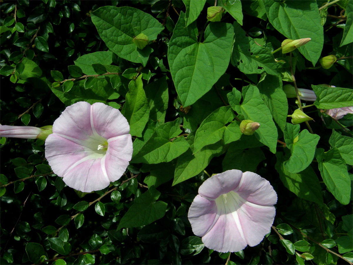 Opletník sličný (Calystegia pulchra Brummittet Heywood)