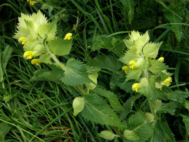 Kokrhel luštinec (Rhinanthus alectorolophus (Scop.) Pollich)