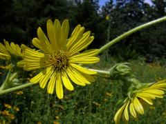 Mužák (Silphium lacinatum L.)