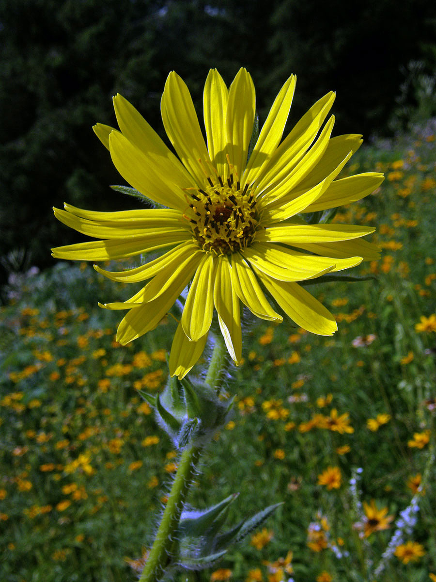 Mužák (Silphium lacinatum L.)