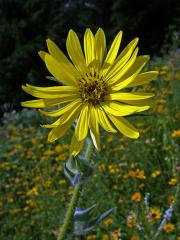 Mužák (Silphium lacinatum L.)