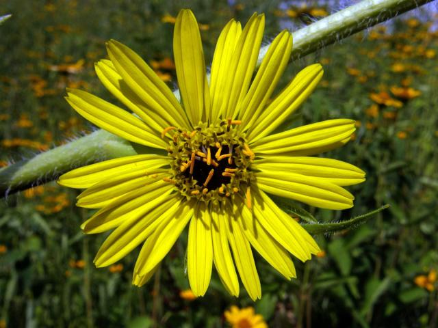 Mužák (Silphium lacinatum L.)