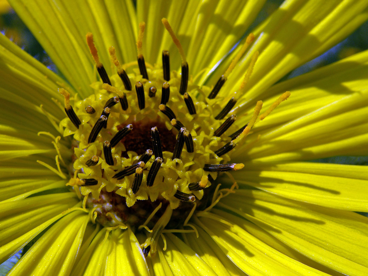 Mužák (Silphium lacinatum L.)