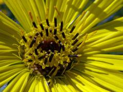 Mužák (Silphium lacinatum L.)