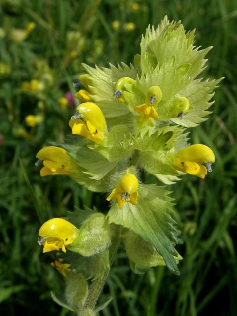 Kokrhel luštinec (Rhinanthus alectorolophus (Scop.) Pollich)