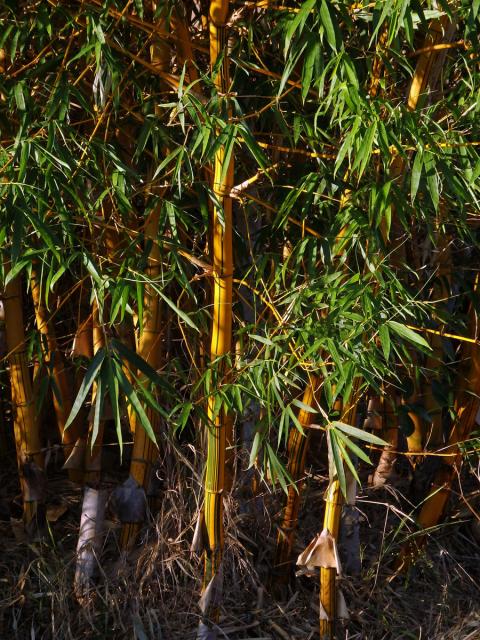 Phyllostachys aurea (André) Rivière & C. Rivière