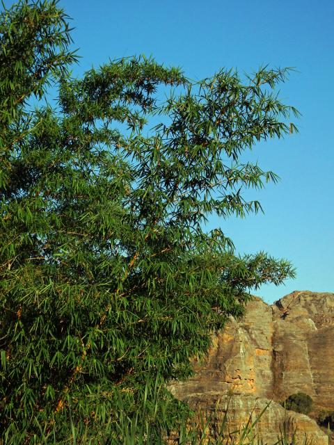 Phyllostachys aurea (André) Rivière & C. Rivière