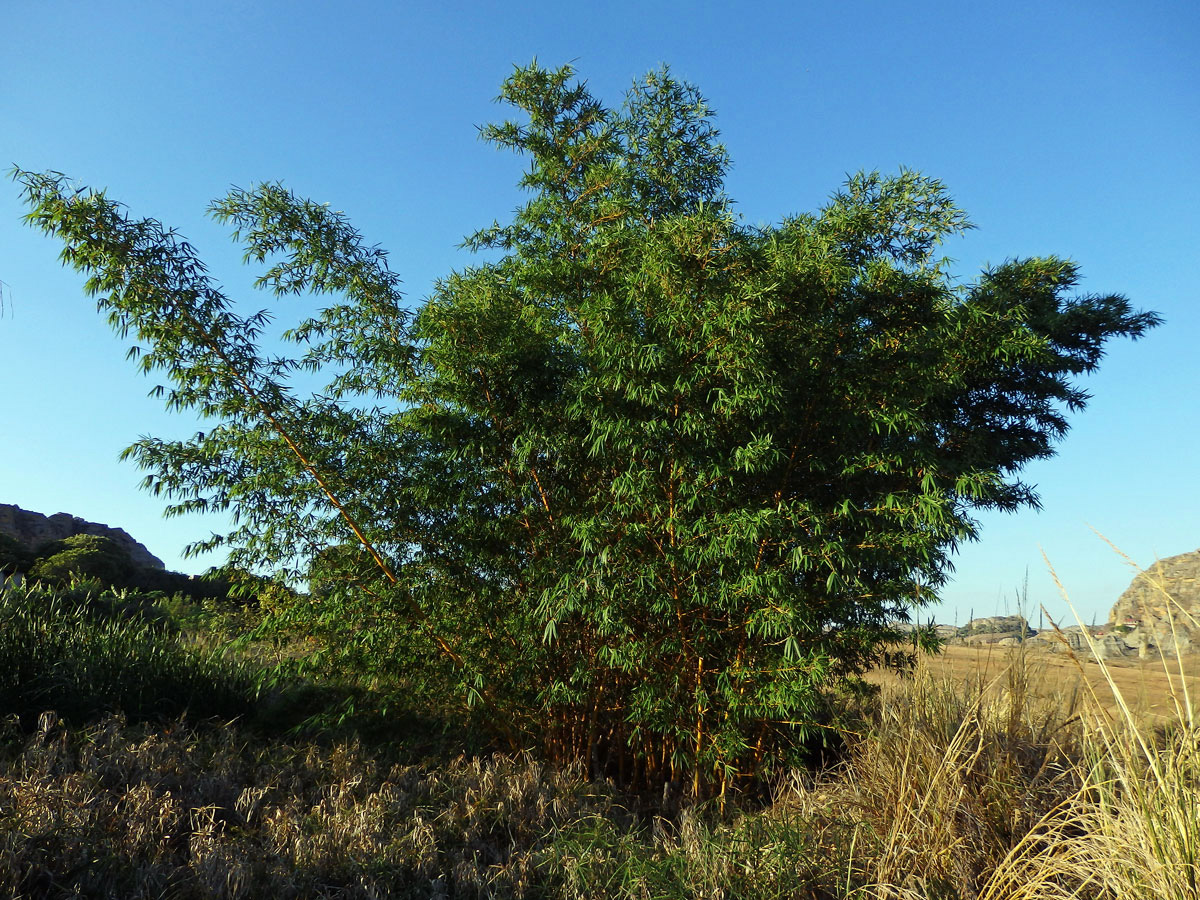 Phyllostachys aurea (André) Rivière & C. Rivière