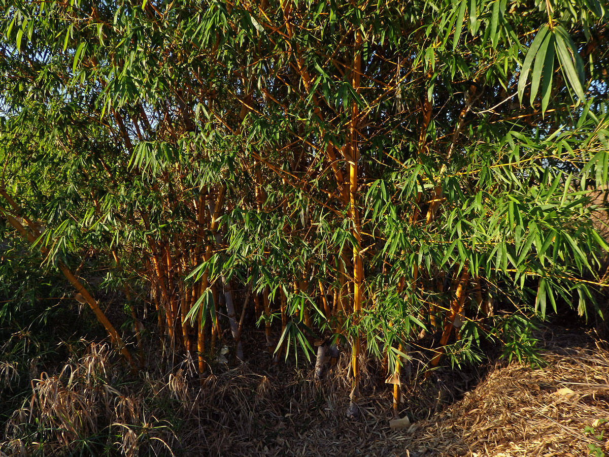 Phyllostachys aurea (André) Rivière & C. Rivière