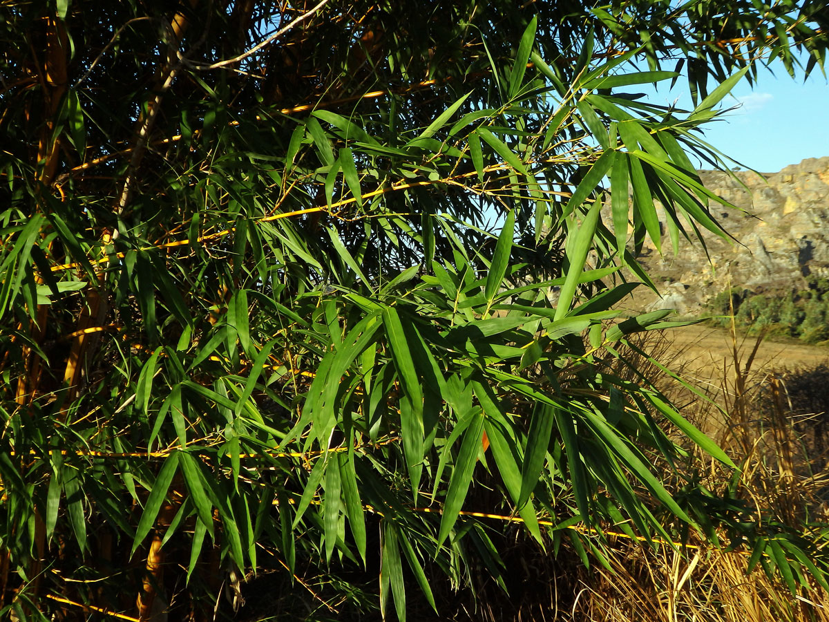 Phyllostachys aurea (André) Rivière & C. Rivière