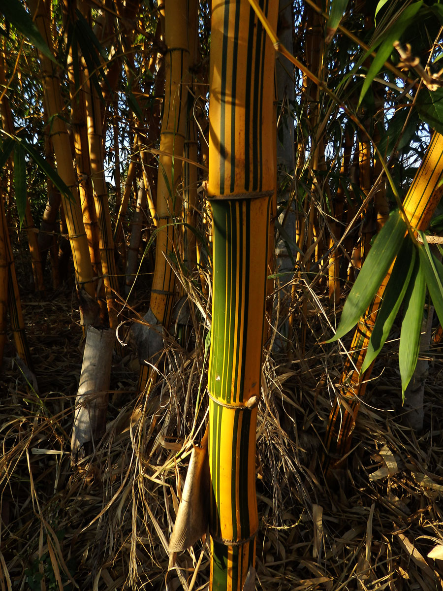 Phyllostachys aurea (André) Rivière & C. Rivière