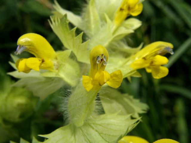 Kokrhel luštinec (Rhinanthus alectorolophus (Scop.) Pollich)