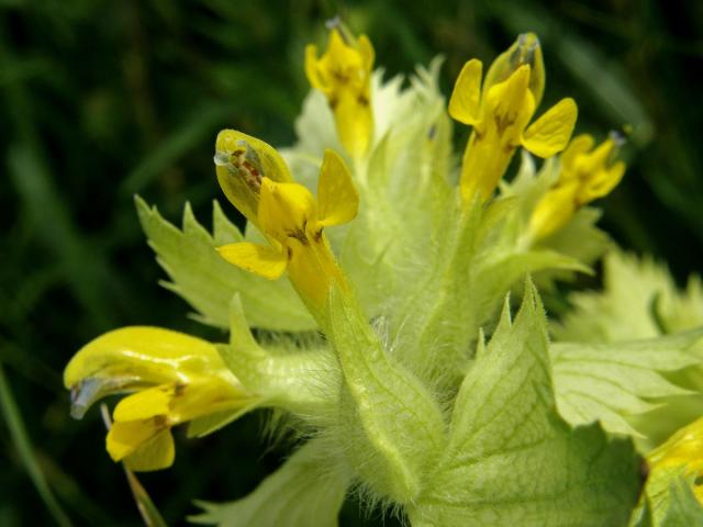 Kokrhel luštinec (Rhinanthus alectorolophus (Scop.) Pollich)