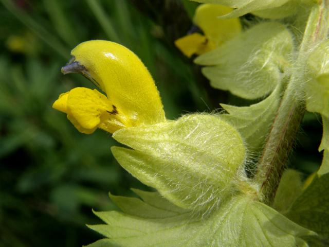 Kokrhel luštinec (Rhinanthus alectorolophus (Scop.) Pollich)