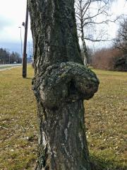 Nádor na bříze bělokoré (Betula pendula Roth) (64)