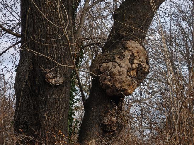 Nádor na jasanu ztepilém (Fraxinus excelsior L.) (15a)